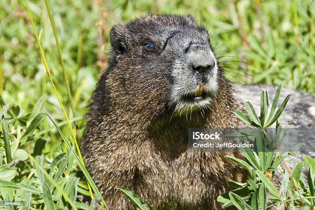 Hoary Marmot Feeding in a Meadow This Hoary Marmot (Marmota caligata) is feeding on wildflowers in the Summerland Meadows at Mount Rainier National Park, Washington State, USA. Groundhog Day - Holiday Stock Photo