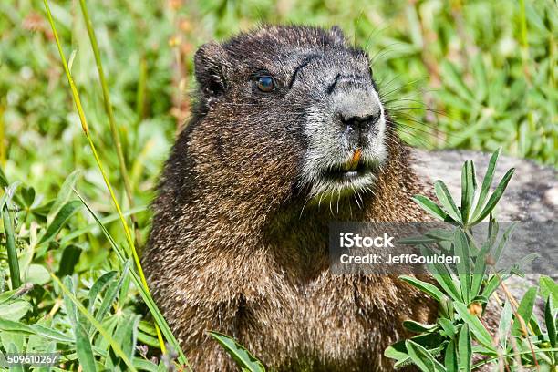 Hoary Marmot Feeding In A Meadow Stock Photo - Download Image Now - Groundhog Day - Holiday, Animal, Animal Behavior