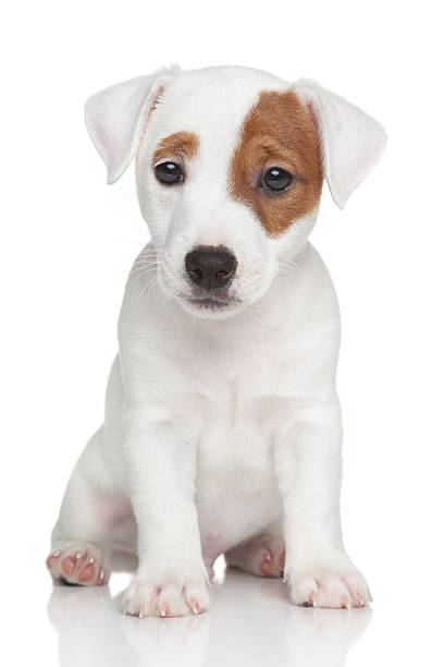 istock Jack Russell terrier puppy 509612655
