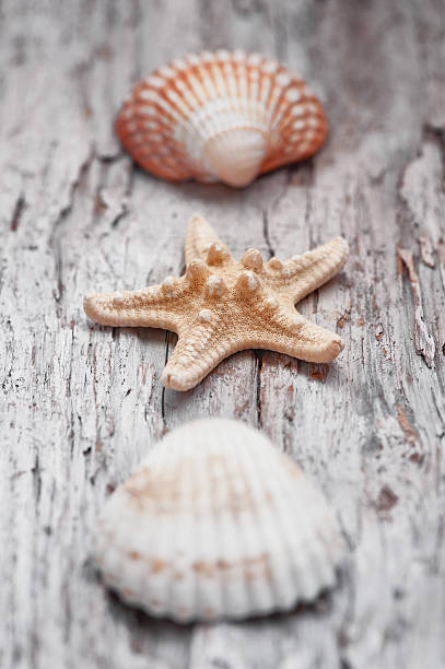 istock Seashells on the old shabby chic weathered wood 509612678