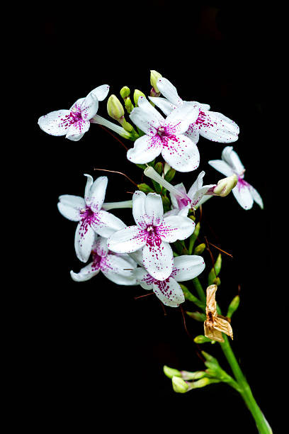 istock White Wildflowers in the nature 509613719