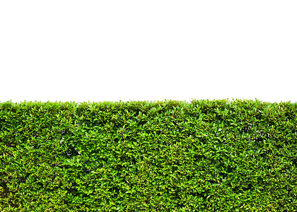 istock green leaves field on white background 509613979