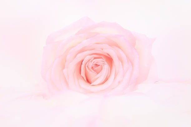 istock Petals of  rose 509613991