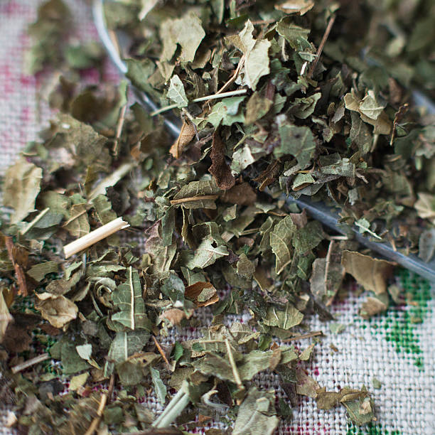 istock Dried blackberry leaves 509614218