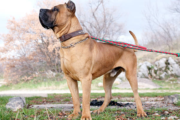 Canary Doge Canarian Doge mastiff stock pictures, royalty-free photos & images