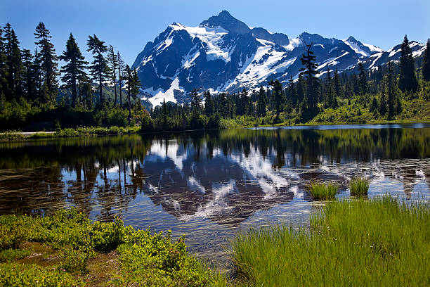 Picture Lake Mount Shuksan Washington State Picture Lake Mount Shuksan Mount Baker Highway Snow Mountain Grass Trees Washington State Pacific Northwest picture lake stock pictures, royalty-free photos & images