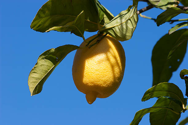 istock Bunch of ripe lemons 509614755