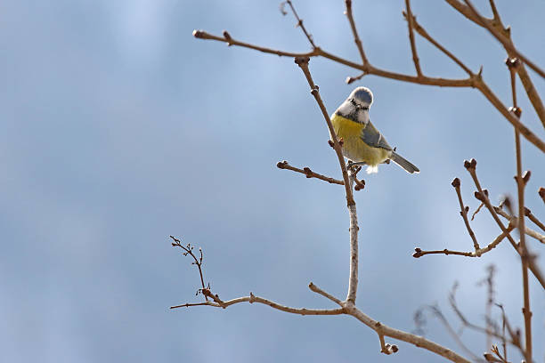istock Eurasian Blue Tit bird on a branch with curious face 509614792