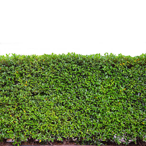 istock green hedge or Green Leaves Wall on isolated 509614827