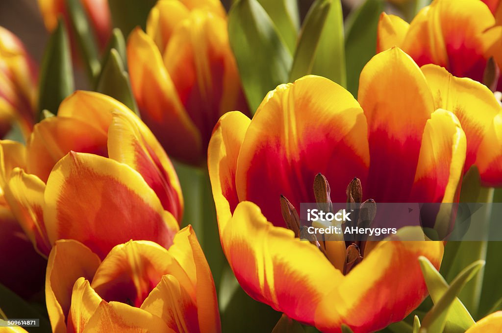  Buenos Días Tulipanes Foto de stock y más banco de imágenes de Amarillo -  Color - Amarillo - Color, Cabeza de flor, Colorido - iStock