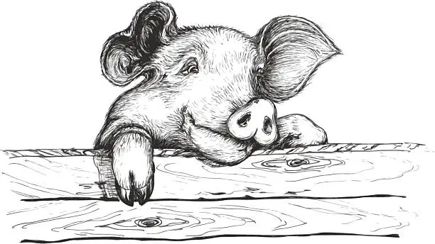 Vector illustration of Sly pig