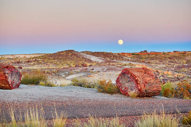 化石の森国立公園米国アリゾナ州、 - petrified forest national park ストックフォトと画像