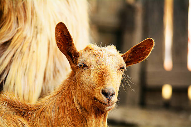 istock Cute  kinder goat on a farm 509615852
