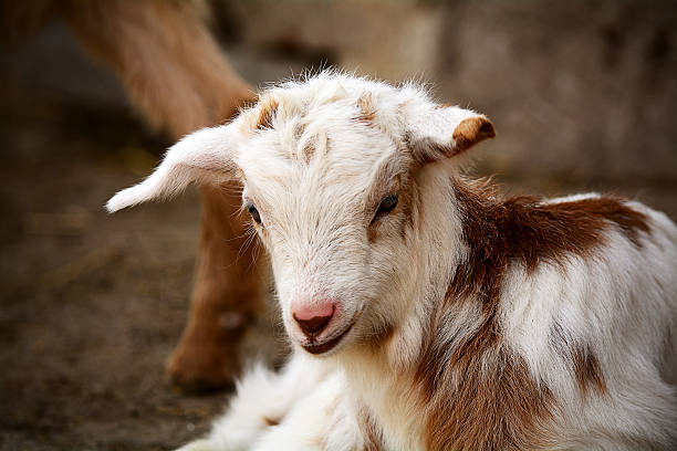 istock Cute  kinder goat on a farm 509616606