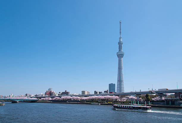 istock Image of the Tokyo sky tree and cherry blossom. 509616784