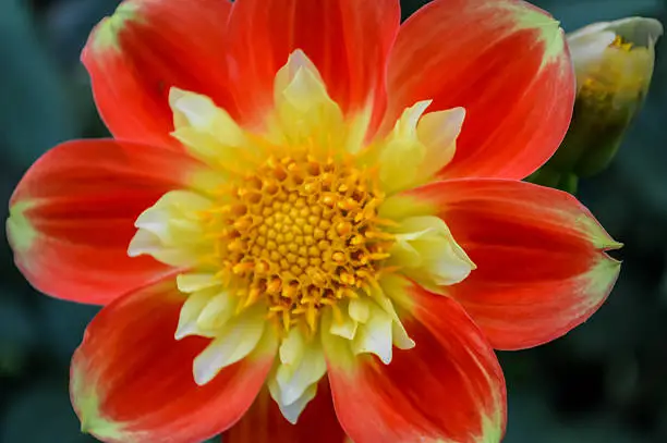 Photo of Red and Yellow Daliah Pooh