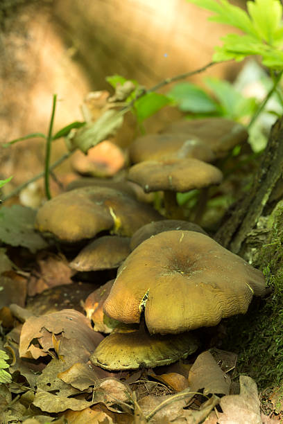 enxofre em capitonê, hypholoma fasciculare - hypholoma fasciculare - fotografias e filmes do acervo