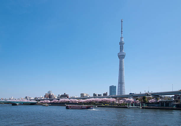 Image of the Tokyo sky tree and cherry blossom. This is the Sky Tree and cherry trees along the Sumida River in Tokyo. tokyo skytree with sakura stock pictures, royalty-free photos & images