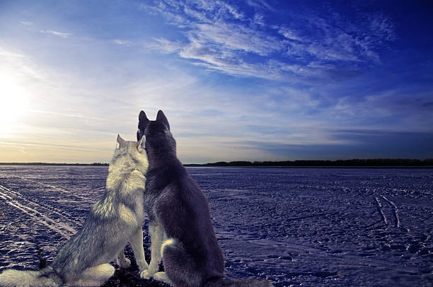 istock Lovers - two dogs meet the sunset 509619318