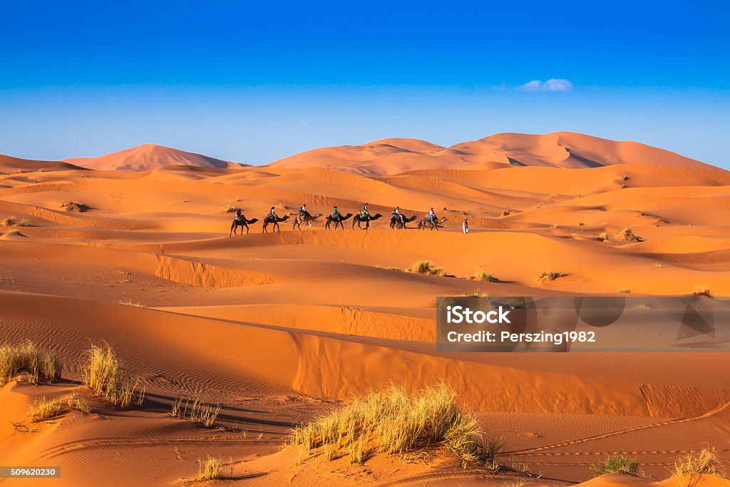 Camel caravan going through the sand dunes Camel caravan going through the sand dunes in the Sahara Desert, Merzouga, Morocco Merzouga Stock Photo
