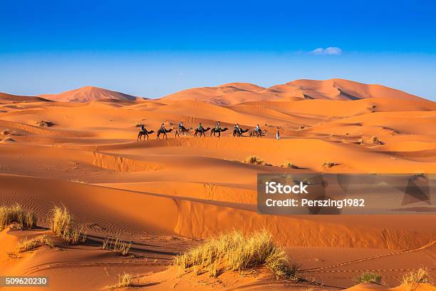 Camel Caravan Going Through The Sand Dunes Stock Photo - Download Image Now - Merzouga, Africa, Animal