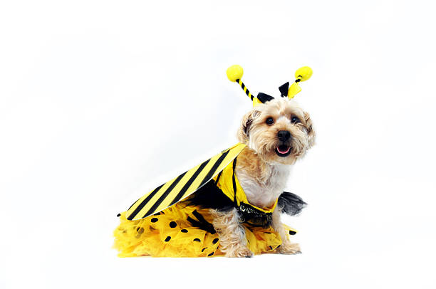 Bright Eyed Bumble Bee Silkypoo wears a bumble bee costume for a costume contest.  His costume comes complete with wings and head band, antennes. bee costume stock pictures, royalty-free photos & images