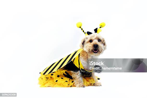 Bright Eyed Bumble Bee Stock Photo - Download Image Now - Dog Suit, Bee Costume, Pets
