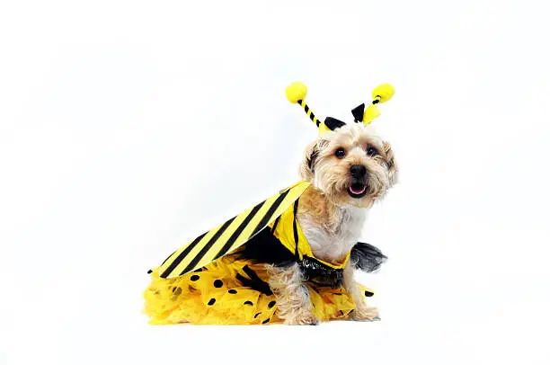 Photo of Bright Eyed Bumble Bee