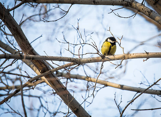 istock Yellow Wagtail Motacilla flava 509621710