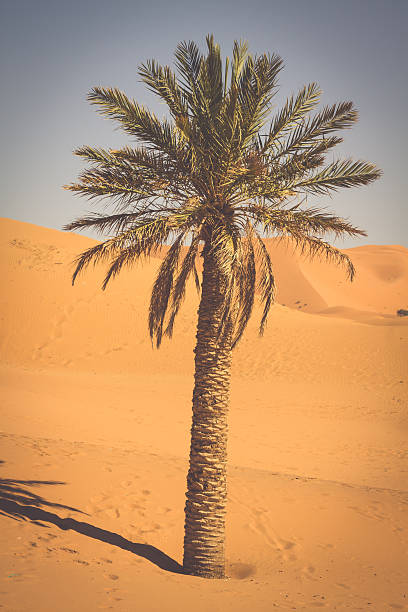istock Palm tree in Erg Chebbi, at the western edge 509621890