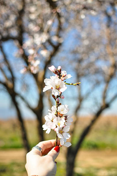 istock Spring Cherry blossoms, pink flowers. 509622042