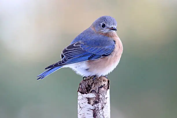 A female bluebird (Sialia sialis) perching on a branch in the late afternoon.