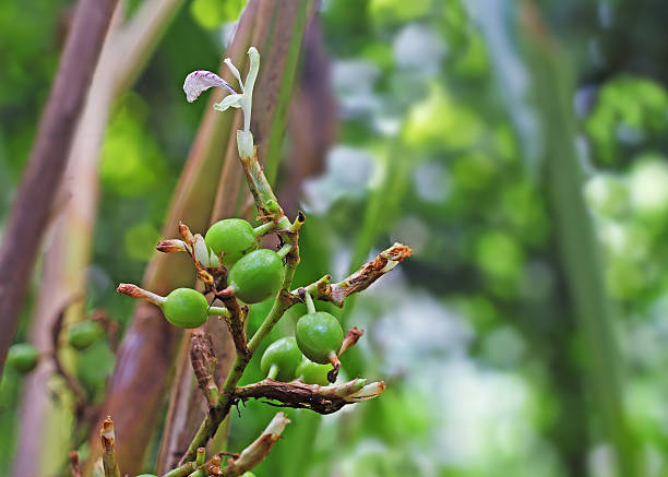 Unripe Cardamom Pods and Flower in Plant Green and unripe cardamom pods and flower in plant in Kerala, India. Cardamom is the third most expensive spice by weight. Guatemala is the biggest producer of cardamom. cardamom stock pictures, royalty-free photos & images