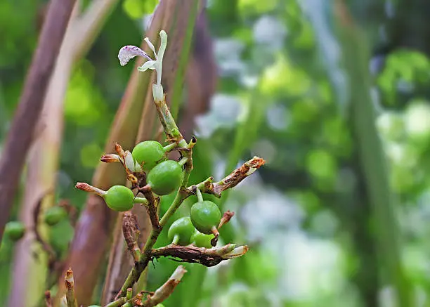 Green and unripe cardamom pods and flower in plant in Kerala, India. Cardamom is the third most expensive spice by weight. Guatemala is the biggest producer of cardamom.