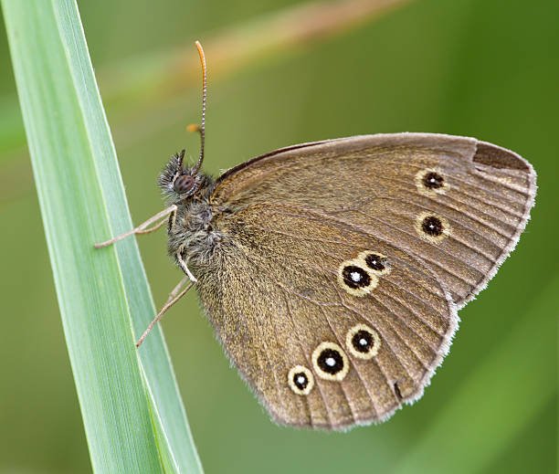 Ringlet Butterfly (Aphantopus hyperantus) Ringlet is a common resident in the Netherlands. Its distribution area probably expanded slightly during the 20th century; expending is continuing in the dunes and on the Frisian Islands. ringlet stock pictures, royalty-free photos & images