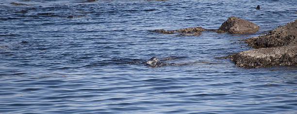 istock Seal pup swimming piggyback 509623045