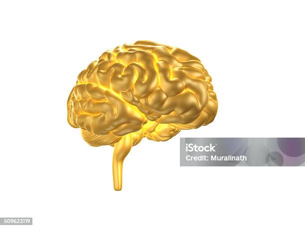 Human Brain Stock Photo - Download Image Now - Brain, Gold - Metal, Gold Colored