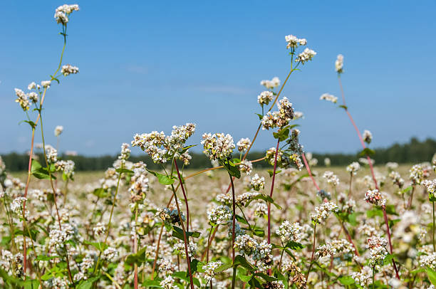 sarrasin champ de fleurs - summer cereal plant sunlight sun photos et images de collection