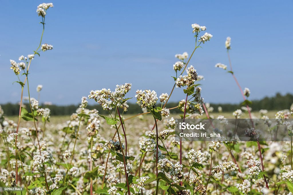 buckwheat flowers field Flowers of buckwheat on the background fields and blue sky Tomato Stock Photo