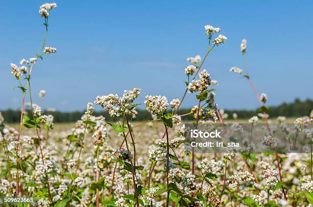 Buckwheat Flowers Field Stock Photo - Download Image Now - Tomato, Buckwheat, Sun