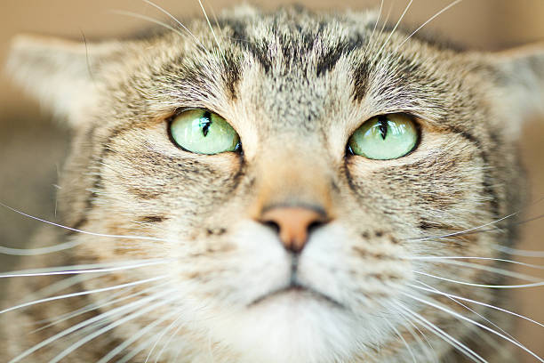 istock Close Up Of Angry Tabby Cat 509623882