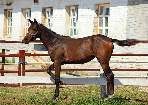 istock Thoroughbred bay foal in farm 509624532