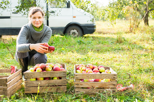 Woman in organic apple orchard during autumn harvest. Cargo car in background, green grass, trees and stuff. Smilnkg woman, maybe businesswoman.