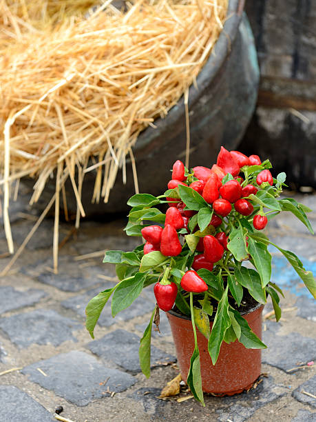 Ornamental pepper stock photo