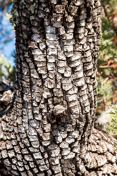 Alligator Juniper New Mexico juniper tree bark tree textured stock pictures, royalty-free photos & images