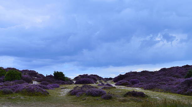 Heather Trail Studland Bay Stunning dune heather trail at  Studland, UK. studland heath stock pictures, royalty-free photos & images