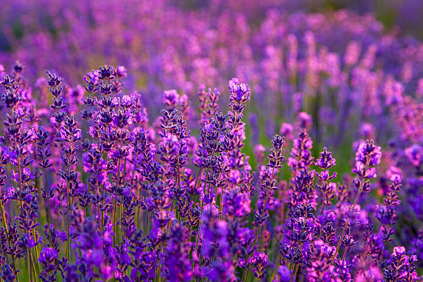 istock Lavender field in Tihany, Hungary 509625109