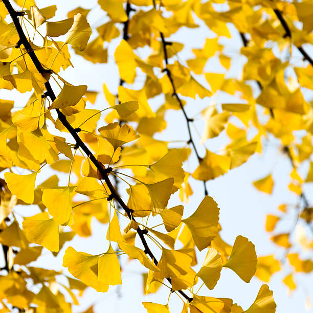 istock Autumnal yellow ginkgo leaves 509625702