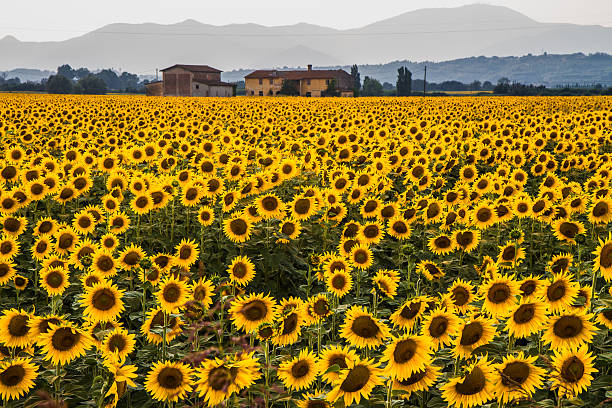 istock Field of sunflowers 509625782