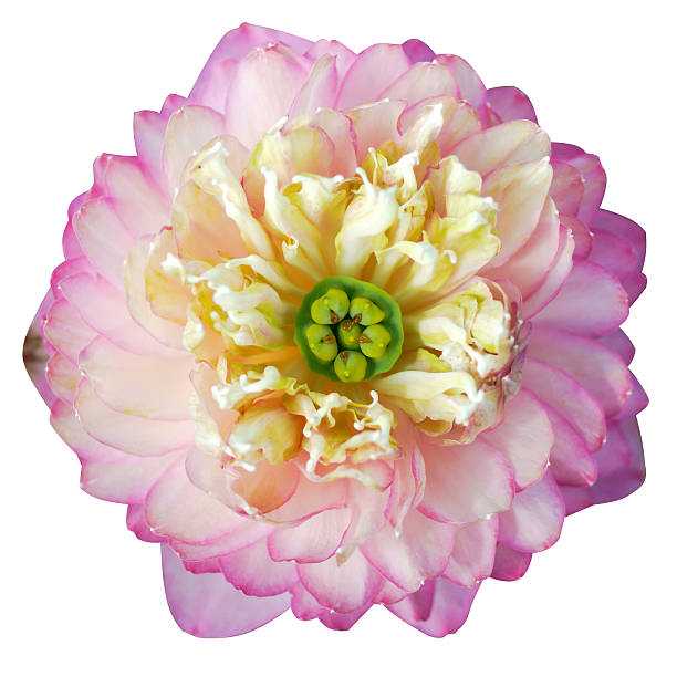 istock pink lotus flower in blooming 509625867